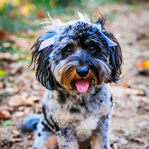 Meet your Posher, Ava